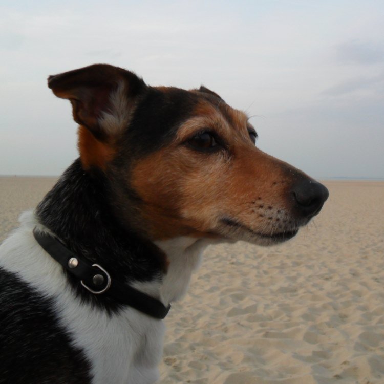 Tommy op het Strand1